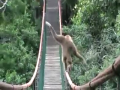 Amazing Balance of a Monkey