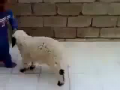 Little kid vs. Little Lamb